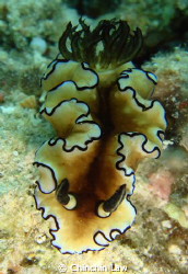 black-margined glossodoris by Chinchin Law 